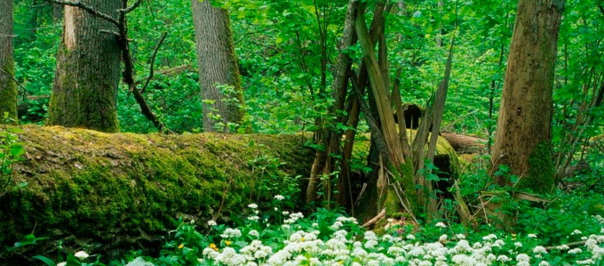 Forest with flowere