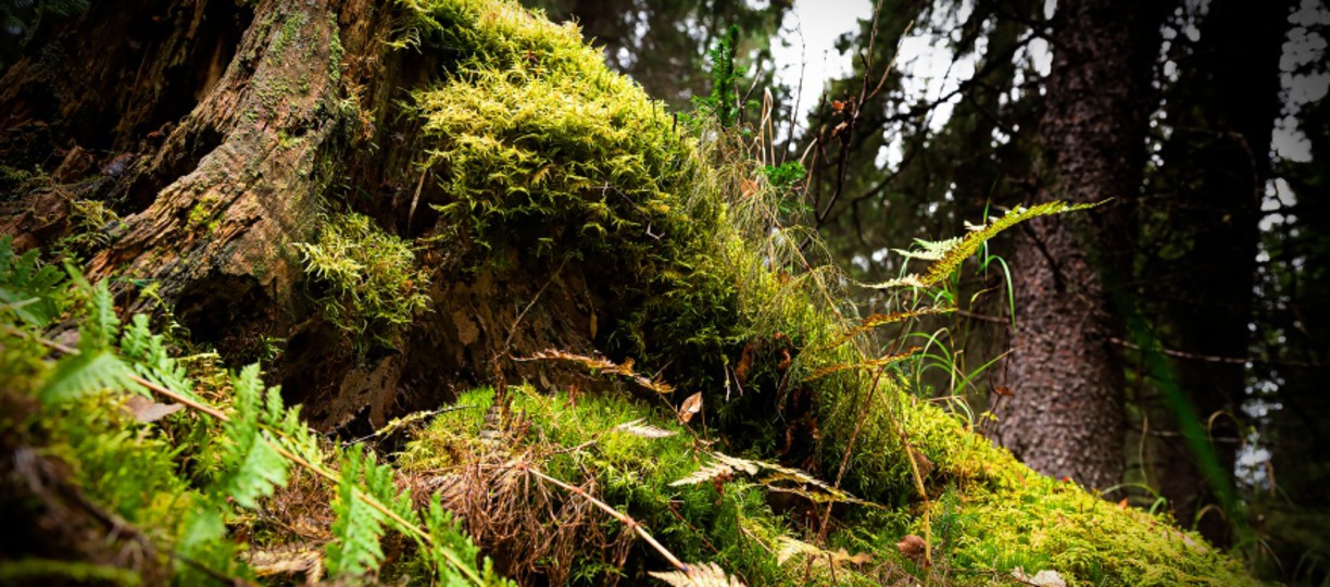 mossy stump in the forest